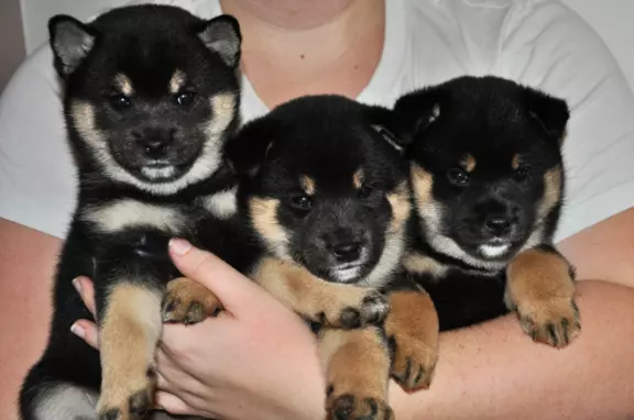 Szczenięta shiba, czarne podpalane 4