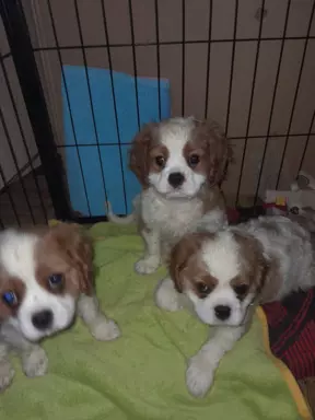 Cavalierki Charles spaniel 1