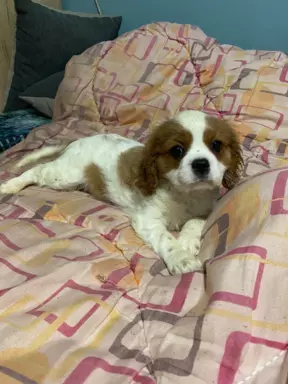 Cavalierki Charles spaniel 2