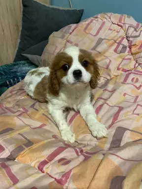 Cavalierki Charles spaniel 3
