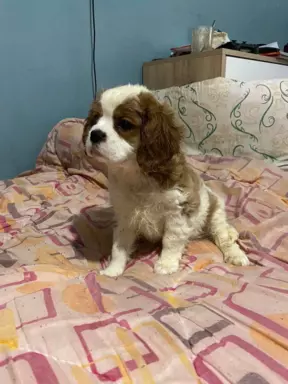 Cavalierki Charles spaniel 4