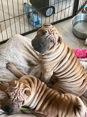 Sharpei szczeniaki z rodowodem 2