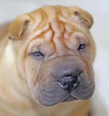 Sharpei szczeniaki z rodowodem 3