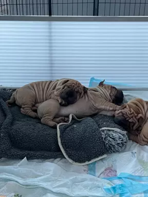 Sharpei szczeniaki z rodowodem 4