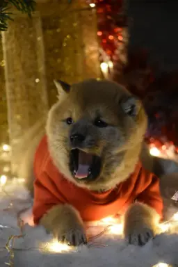 Shiba Inu szczeniąta 2