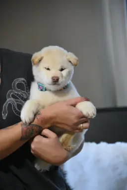 Shiba Inu szczeniąta 4