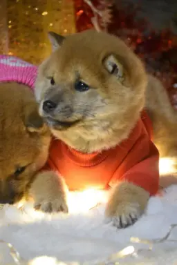 Shiba Inu szczeniąta 3