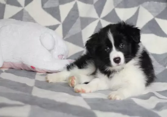 Border collie - Samiec ZkwP/FCI 3