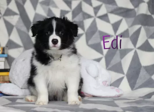 Border collie - Samiec ZkwP/FCI 1