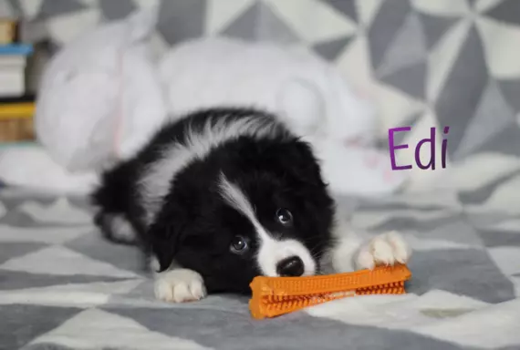 Border collie - Samiec ZkwP/FCI 4