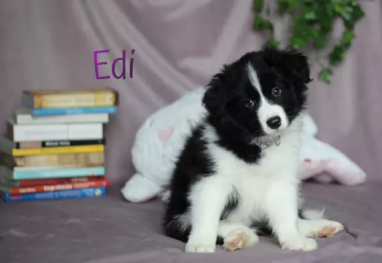 Border collie - Samiec ZkwP/FCI 2