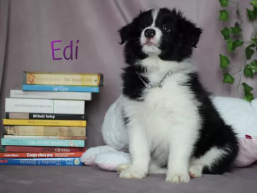 Border collie - Samiec ZkwP/FCI 5