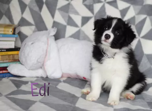 Border collie - Samiec ZkwP/FCI 6