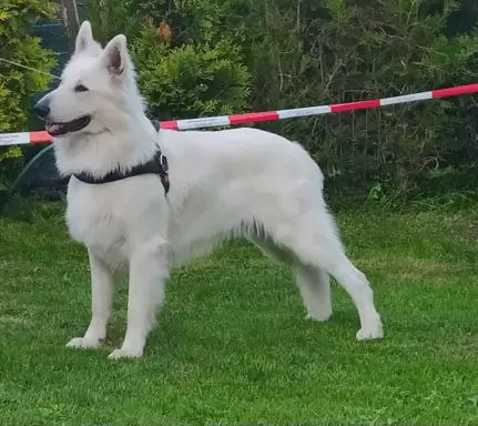 Biały owczarek szwajcarski zapowiedź 5