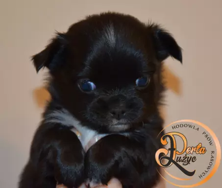 Chihuahua piesek 3