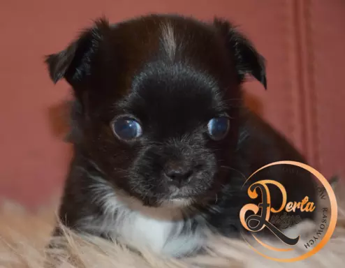 Chihuahua piesek 4