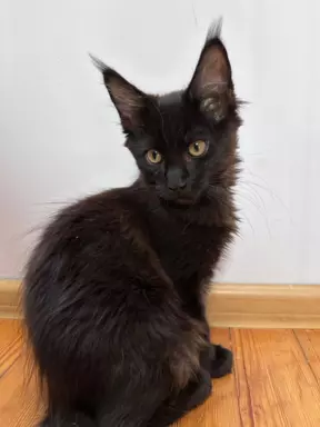 Maine Coon kocięta wolne dwie kotki 3