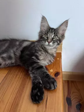 Maine Coon kocięta wolne dwie kotki 4