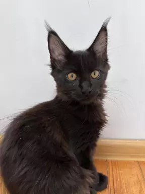 Maine Coon kocięta wolne dwie kotki 1