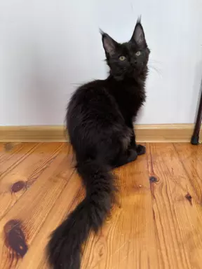 Maine Coon kocięta wolne dwie kotki 5