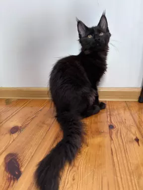 Maine Coon kocięta wolne dwie kotki 6