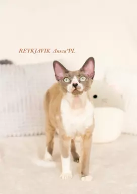 DEVON REX - Kocurek REYKJAVIK gotowy do odbioru, Warszawa 1