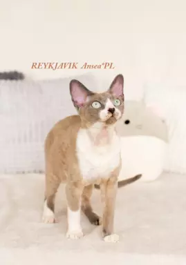 DEVON REX - Kocurek REYKJAVIK gotowy do odbioru, Warszawa 2