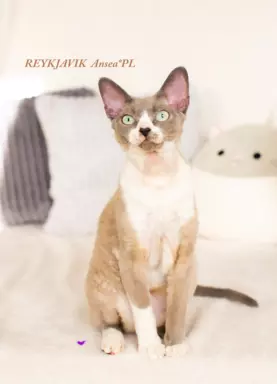 DEVON REX - Kocurek REYKJAVIK gotowy do odbioru, Warszawa 3