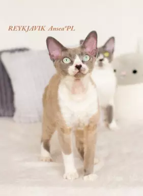 DEVON REX - Kocurek REYKJAVIK gotowy do odbioru, Warszawa 5