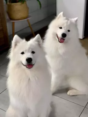 Samoyed szczeniaki 5