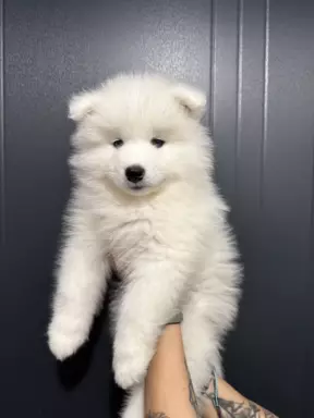 Samoyed szczeniaki 4