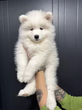Samoyed szczeniaki 3