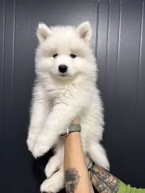 Samoyed szczeniaki 1