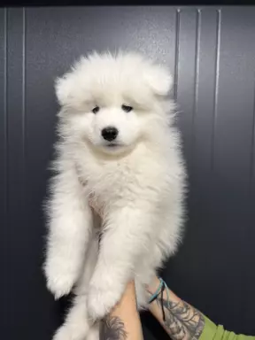 Samoyed szczeniaki 2