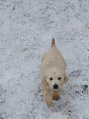 Golden retriever 2