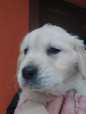 Golden retriever 1