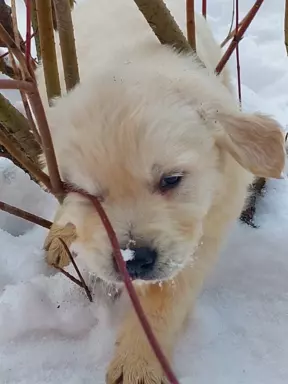 Golden retriever 3
