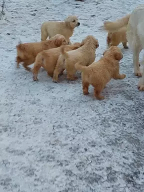 Golden retriever 5