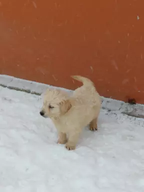 Golden retriever 9