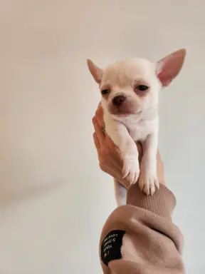 Bialy krotkowlosy piesek chihuahua. 2