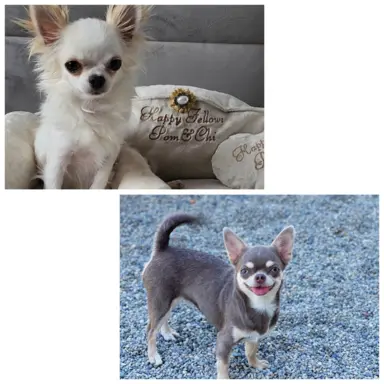 Bialy krotkowlosy piesek chihuahua. 6