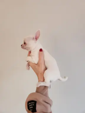 Bialy krotkowlosy piesek chihuahua. 7