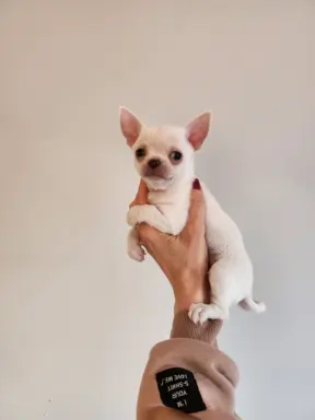 Bialy krotkowlosy piesek chihuahua. 3