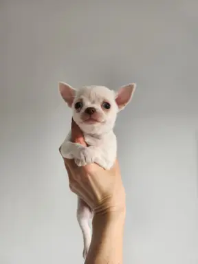 Bialy krotkowlosy piesek chihuahua. 1
