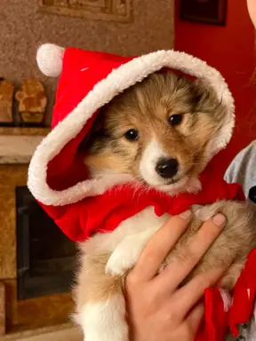 Owczarek Szetlandzki Sheltie suczka 1