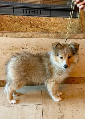 Owczarek Szetlandzki Sheltie suczka 4