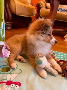 Owczarek Szetlandzki Sheltie suczka 2
