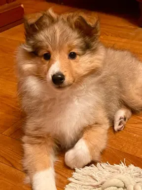 Owczarek Szetlandzki Sheltie suczka 3