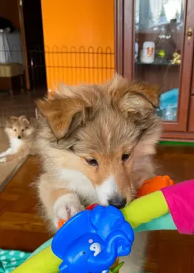 Owczarek Szetlandzki Sheltie suczka 5
