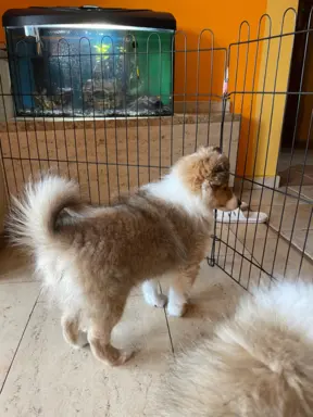 Owczarek Szetlandzki Sheltie suczka 6
